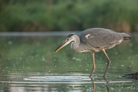 Grey Heronの写真素材