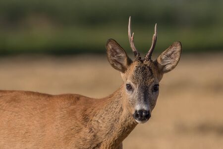 roe deer portraiteの写真素材