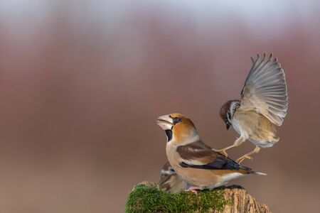 sparrow attackの写真素材