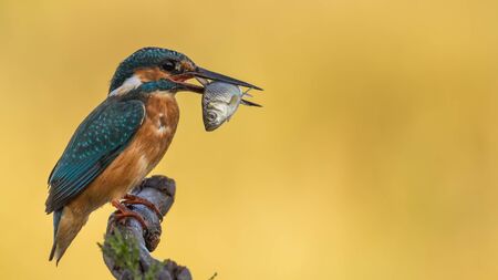Kingfisher perched with fishの写真素材
