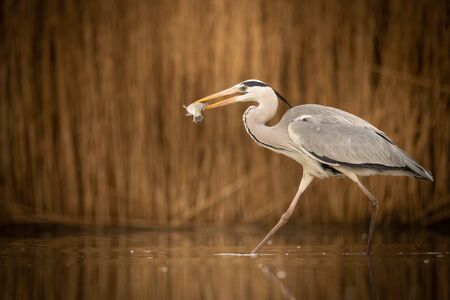 Grey heronの写真素材