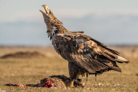 White taile eagle sitting on perch.の写真素材