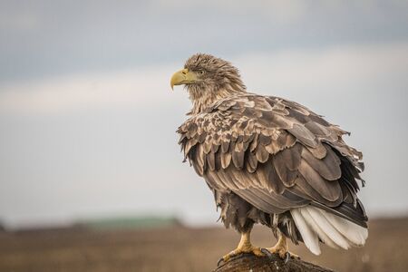 Eagleの写真素材
