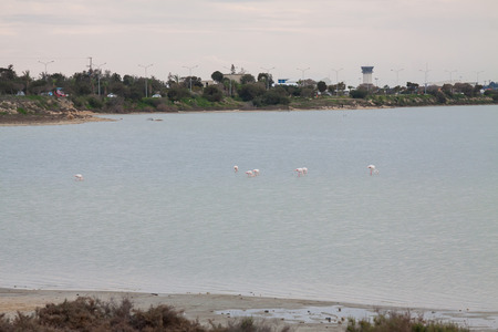 Flock of flamingos on the salt lake, Cyprus.のeditorial素材