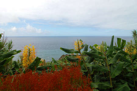Flowers ver the coast of the Azores islandの写真素材