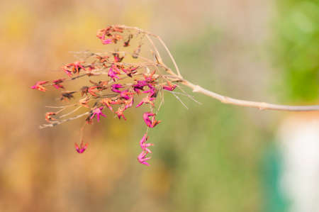 Autumn flowersの写真素材