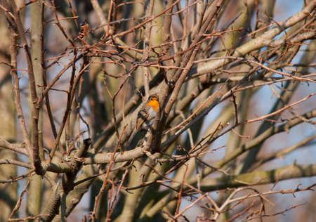 bird robinの写真素材