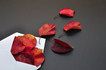 mail from autumn represented by a white envelope from which red autumn leaves come outの写真素材