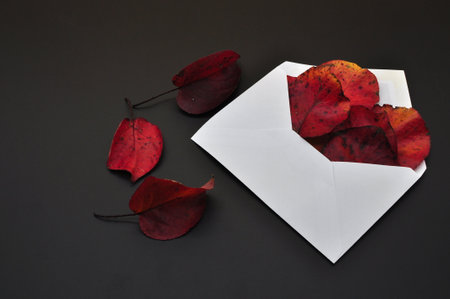 mail from autumn represented by a white envelope from which red autumn leaves come out