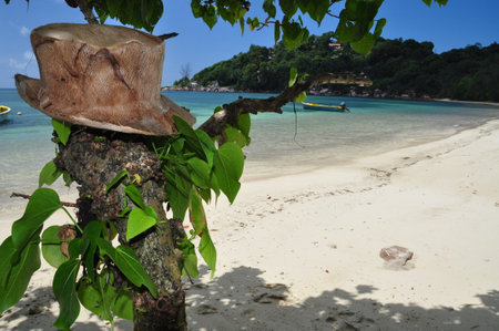 Exotic beach with palm trees in praslin island, seychellesの写真素材