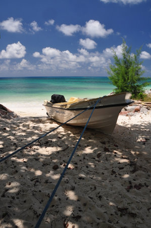 Exotic beach with palm trees in praslin island, seychellesの写真素材