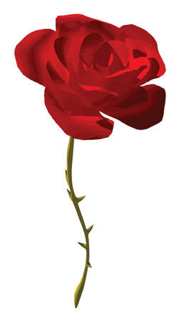 Vector of beautiful red rose isolated white. This vector can be used as image for gift, celebration day, proof of heart content or else.のイラスト素材