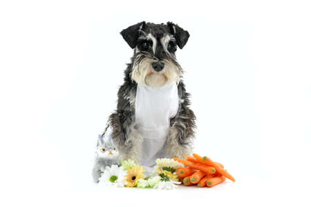 miniature easter dog schnauzer isolatedの写真素材