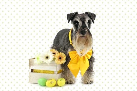 miniature easter dog schnauzer isolatedの写真素材