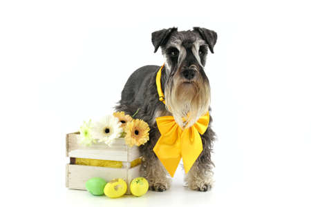 miniature easter dog schnauzer isolatedの写真素材