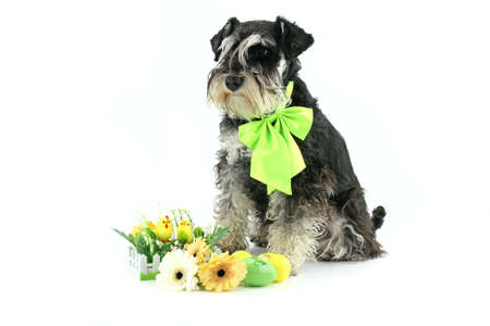 miniature easter dog schnauzer isolatedの写真素材