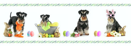 miniature easter dog schnauzer isolatedの写真素材