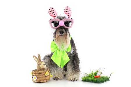 miniature easter dog schnauzer isolatedの写真素材