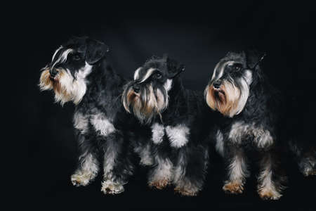 miniature schnauzer dog isolated on blackの写真素材