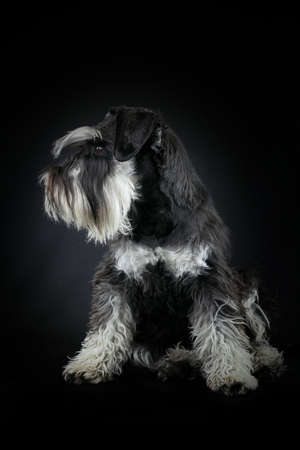 miniature schnauzer dog isolated on blackの写真素材