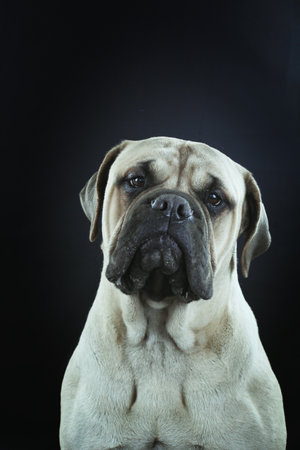 bullmastiff isolated on black backgroundの写真素材