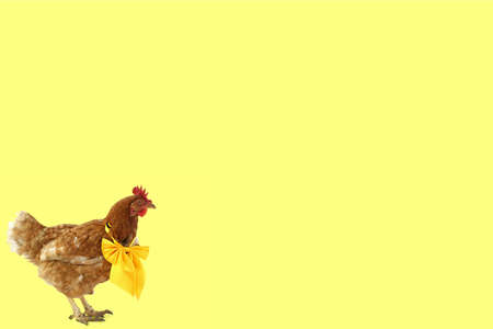 easter chicken isolatedの写真素材