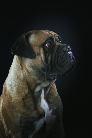 bullmastiff isolated on black backgroundの写真素材
