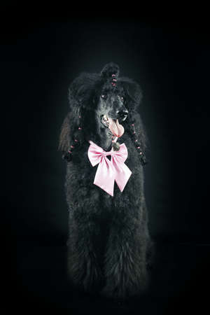 royal black poodle isolated in black backgroundの写真素材