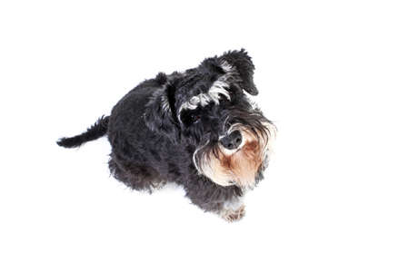 miniature schnauzer dog looking up isolated on white backgroundの写真素材