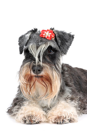 portrait of miniature schnauzer dog with lower on this headの写真素材