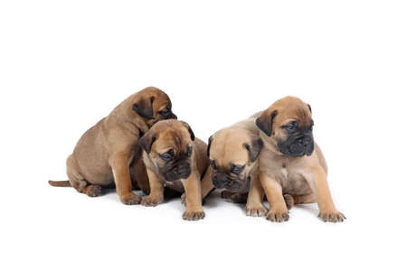 group of bullmastiff puppy isolated white backgroundの写真素材