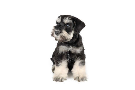 miniature schnauzer puppy isolated on white background