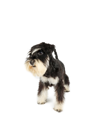 miniature schnauzer puppy isolated on white backgroundの写真素材