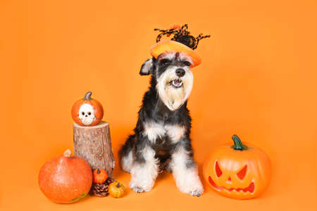miniature Schnauzer with autumn and halloween decoration. pumpkins with orange leaves in orange backgroundの写真素材