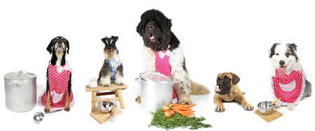 banner of group of dog bullmastiff miniature schnauzer australian shepherd and Newfoundland cooking isolated on whiteの写真素材