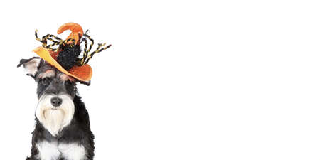 miniature schnauzer dog with halloween hat in panoramic view