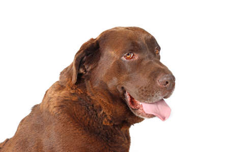 portrait of brown labrador isolated on whiteの写真素材