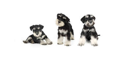 group of puppy miniature schnauzer black and silver on white backgroundの写真素材