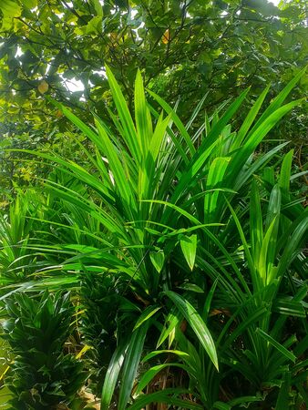 Tropical plant, Pandanus amaryllifolius. Pandanus trees in the garden. In Indonesian it is commonly called pandan.の写真素材