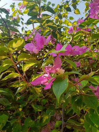 A sunny day for bougenville flowers. Pink bougainvillea flowers have sprouted.の写真素材