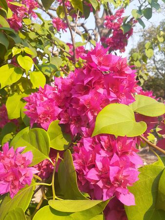 Bougainvillea Afterglow. Species of plants whose flowers are always blooming throughout the year, this plant is suitable for planting in the yard, roofing, and as a wall ornamental vines.の写真素材