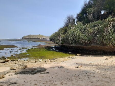 Big rock full of grass on the beach. Seaweed also covered rocks at south coast of java island.の写真素材
