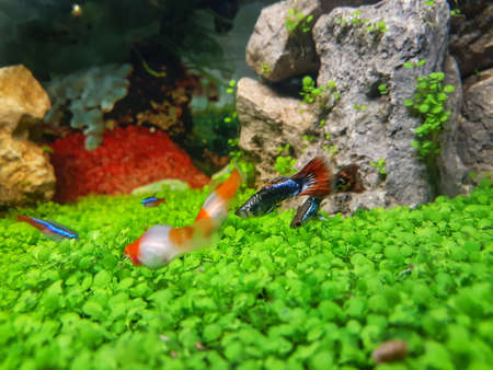 A pair of guppies among platy and neon tetra fish.の写真素材