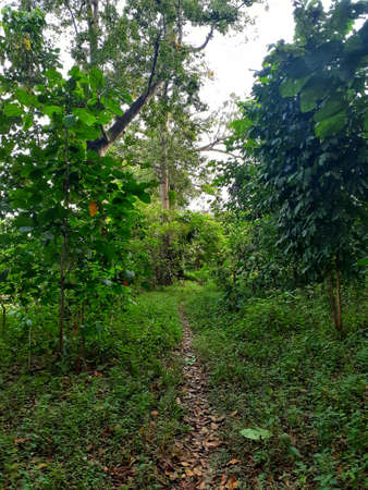 A path in the forest. Walking trail and route at the research forest in Indonesia.の写真素材