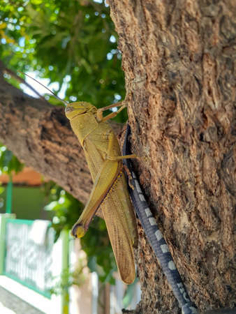 Grasshopper crawling on a mango tree.の写真素材
