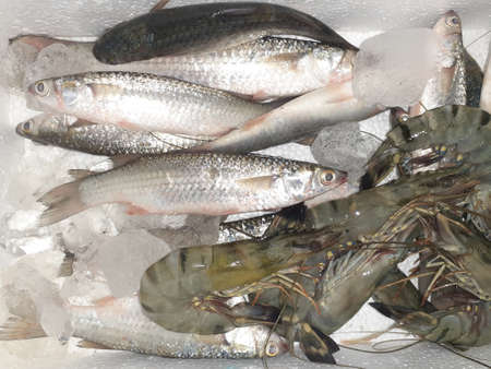 Bunch of fresh seafood in an ice box.の写真素材
