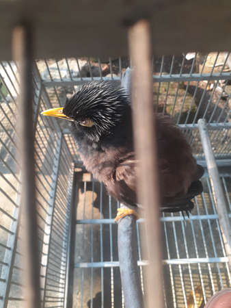 Bird sighting from the top of a cage. It is Nias starling bird which has the scientific name Acridotheres tristis.の写真素材