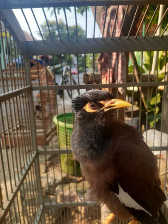 Common myna in a cage. Inside view of nias strarling bird on the cage.の写真素材