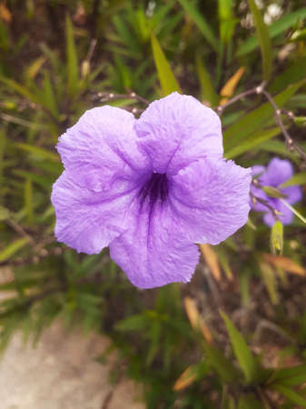 Flowering plant Ruellia simplex. Itâs especially loved for its papery, trumpet-shaped flowers that mimic every shade of the purple rainbow.の写真素材