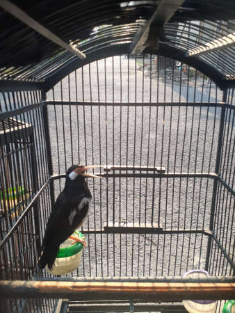 Songbird in trade. Javan pied starling singing inside a cage.の写真素材